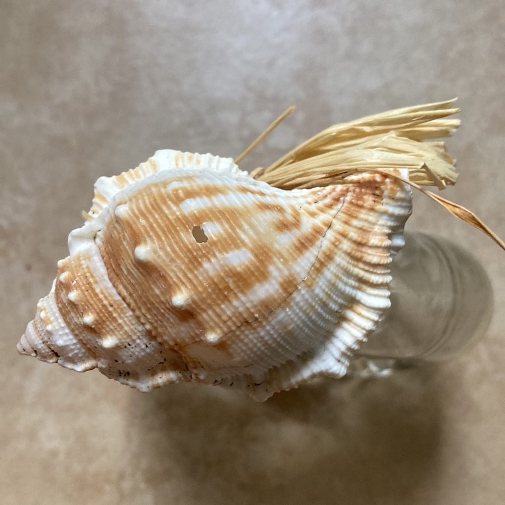 Shell and Seahorse decor set - Picture 3 of 8
